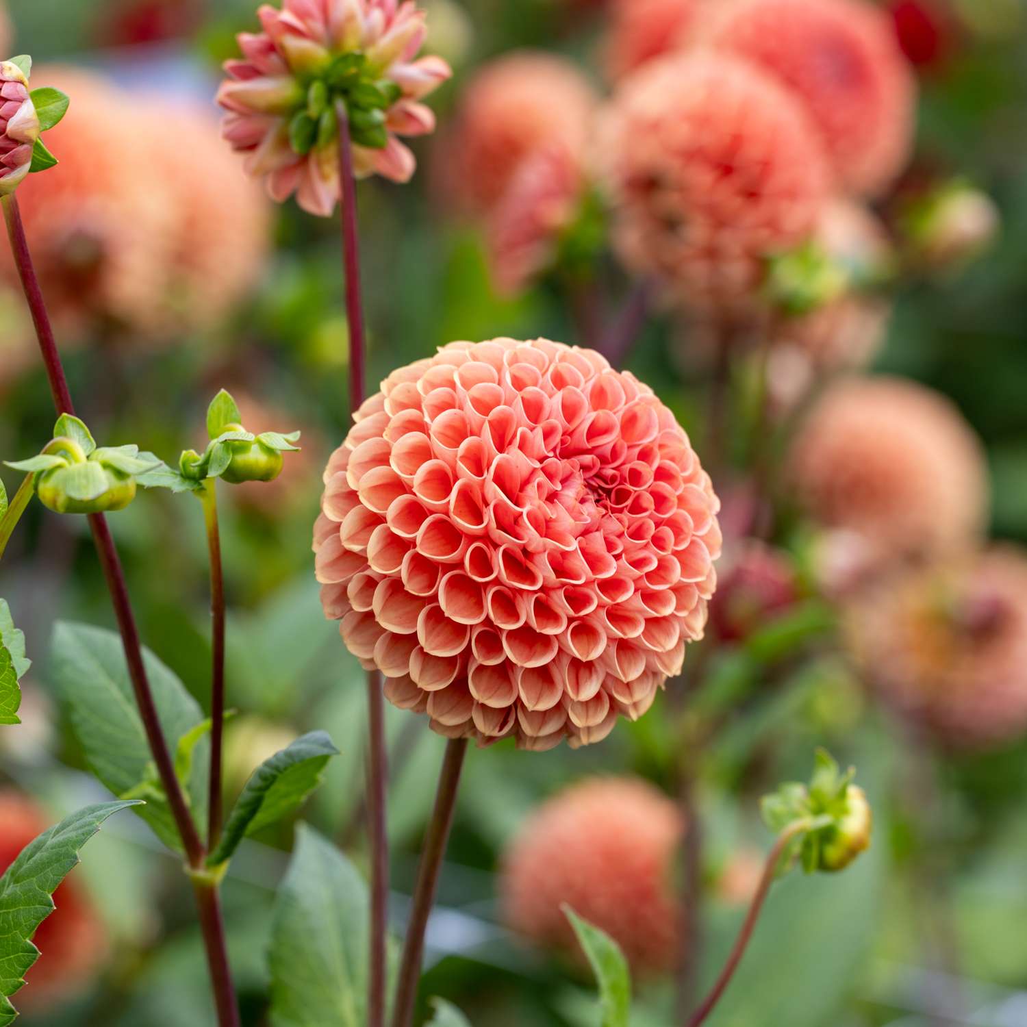 Dahlie 'Cornel Brons'